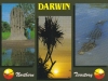darwin-1-1
