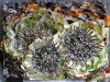 2007-sunflowers-for-giselda