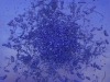 2011-crystal-blue-persuasion