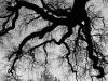2006-oaktree