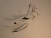 flock-of-birds-landing-right