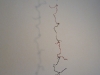 squiglies